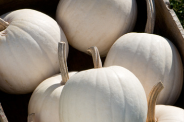 Snowball, a small, round pumpkin