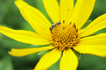 bee on a yellow wildflower