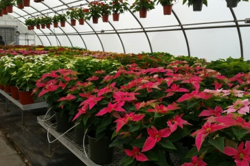 Poinsettias at UNH Thompson School