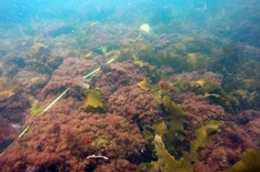 Turf Seaweed
