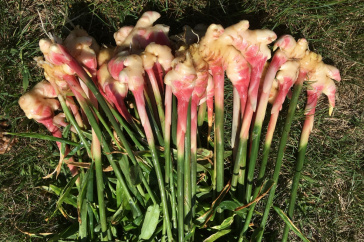 Baby ginger plants