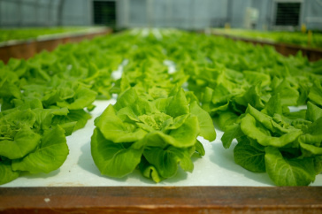 How To Apply To Culinary Arts Academy In Switzerland