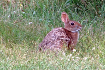 New England Cottontail Rabbit