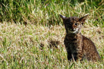 A young bobcat at the Mattamuskeet National Wildlife Refuge in North Carolina.