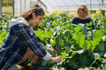 Harvesting broccoli at Woodman Farm