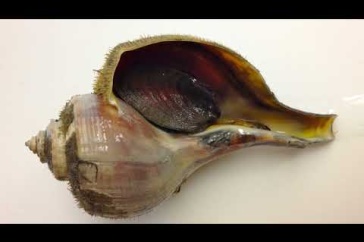 UNH Research Focuses on Making Whelk Fisheries More Sustainable