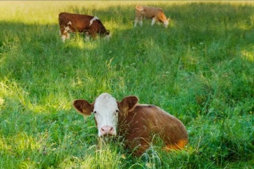 Grass-Fed Organic Dairy Management May Be Key to Sector’s Resilience in New England