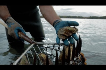 Making Reefs Out of Unsold Oysters