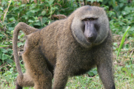 baboon