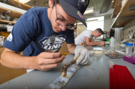 student studying carpenter bees