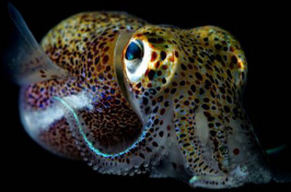 bobtail squid