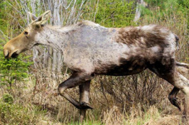 moose infected by ticks