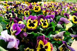 pansies