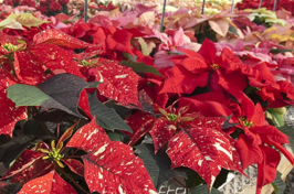 poinsettias