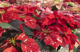 poinsettias