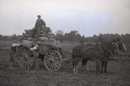 potato planting at UNH