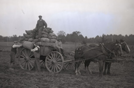 potato planting at UNH