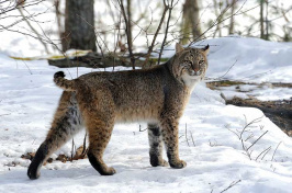 Bobcat