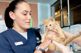 student examining kitten at vet hospital
