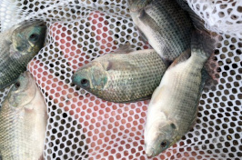 tilapia caught in a net