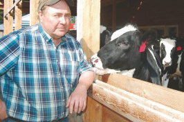 Rick Flint, a fourth-generation dairy farmer on the Androscoggin River in Milan, gets nibbled Wednesday afternoon by a steer that is part of a group that is receiving a special diet to help them grow bigger, faster and better than their forage-fed counterparts. (JOHN KOZIOL/Union Leader Correspondent)