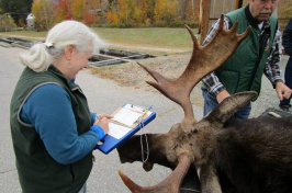 Kristine Rines checks in a moose taken in this year's hunt, which ended Sunday. (COURTESY)