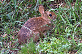 New England cottontail rabbit