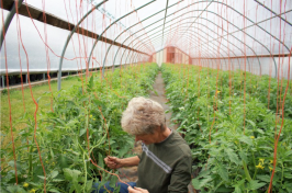 Jane Presby strings up tomato plants