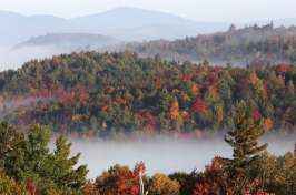 fall foliage