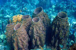 Sponges on a coral reef
