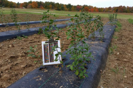 glossy buckthorn research site at UNH