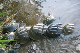 Horseshoe Crabs