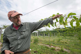 UNH assistant professor of specialty crop improvement Iago Hale looking at a kiwiberry vine