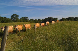 A herd of lactating Jersey dairy cows at the UNH Organic Dairy Research Farm walk to pasture