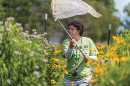Molly Jacobson ’17 collects bees as part of her 2016 Summer Undergraduate Research Fellowship (SURF) project examining the biodiversity and conservation of native pollinators in southern New Hampshire