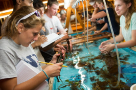 Students look at items in a tank at UNH's Shoals Marine Lab.