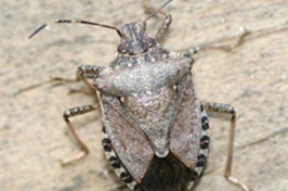 a brown marmorated stink bug