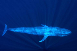pygmy blue whale
