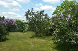 Lilacs at Woodman Farm at UNH