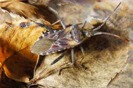 Western Conifer Seed Bug By Siga (Own work) [GFDL (http://www.gnu.org/copyleft/fdl.html)