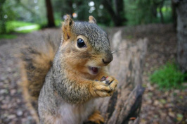 a squirrel eating a nut (KAI SCHREIBER / FLICKR)