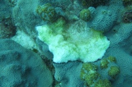 Black band disease on mountainous star coral (Orbicella faveolata). Credit: Dr. Erinn Muller/Mote Marine Laboratory