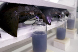 horseshoe crabs being drained of their blood
