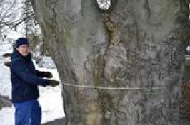 a man measuring a large tree (AP Photo/Michael Casey)