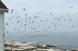 a flock of seabirds flying