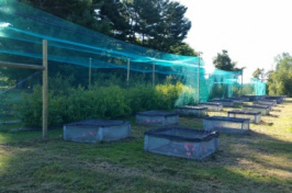 silken buckthorn research at UNH's Kingman Farm