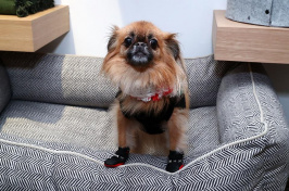 small dog sitting on a dog bed, Photo by Astrid Stawiarz/Getty Images for Max-Bone