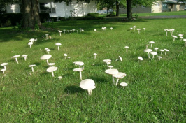 UNH photo by Michael Kuo: Amanita thiersii in a lawn, forming a classic "fairy ring."