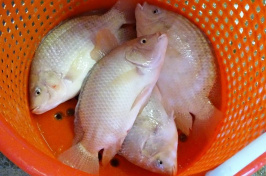 tilapia in an orange bucket