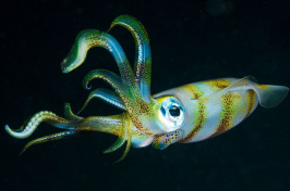 Scientists investigated how the brain of an oval squid (Sepioteuthis lessoniana) processes its pattern and coloration creation. JONES/SHIMLOCK-SECRET SEA VISIONS/GETTY IMAGES